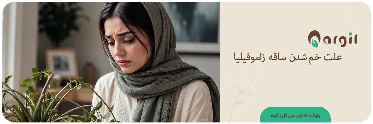 علت خم شدن ساقه زاموفیلیا + بهترین روش‌های اصلاح آن
